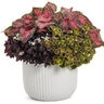 Solenostemon Scutellarioides ColorBlaze Strawberry Drop Coleus