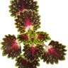 Solenostemon Scutellarioides ColorBlaze Strawberry Drop Coleus