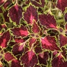 Solenostemon scutellarioides ColorBlaze Cherry Drop Proven Winners Coleus