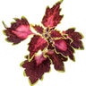 Solenostemon scutellarioides ColorBlaze Cherry Drop Proven Winners Coleus