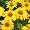 Echinacea hybrid Sombrero Lemon Yellow Improved Proven Winners Coneflower