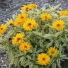 Heliopsis Helianthoides Bit of Honey False Sunflower