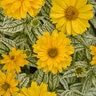 Heliopsis Helianthoides Bit of Honey False Sunflower