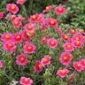 Helianthemum X Ben Ledi Rock Rose