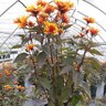 Heliopsis Helianthoides Funky Spinner False Sunflower