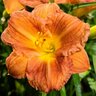 Hemerocallis X Never Ending Orange Tart Daylily