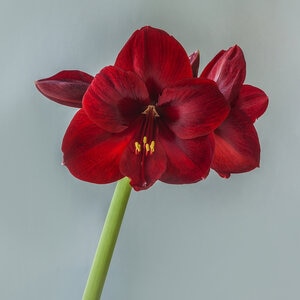 Hippeastrum Bulb Dutch Carmen Amaryllis 10 Count Bag