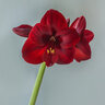 Hippeastrum Bulb Dutch Carmen Amaryllis