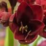 Hippeastrum Bulb Dutch Carmen Amaryllis
