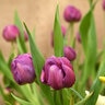 Tulipa Bulb Double Early Respectable Tulip
