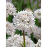 Allium Bulb SiteOne Amplectens Graceful Beauty Ornamental Onion 96 Count Bag