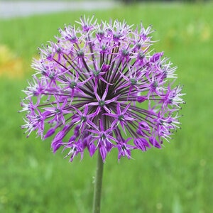 Allium Bulb Tall Violet Beauty Ornamental Onion 100 Count Bag