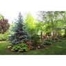 Permaloc ProSlide Aluminum Landscape Edging Bronze Duraflex 3/16 in. x 4 in. x 8 ft.
