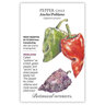 Pepper Chile Vegetable Seed Ancho / Poblano 25 seeds