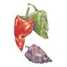 Pepper Chile Vegetable Seed Ancho / Poblano 25 seeds