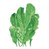 Arugula Rocket Asto Organic Vegetable Seed 1 gm