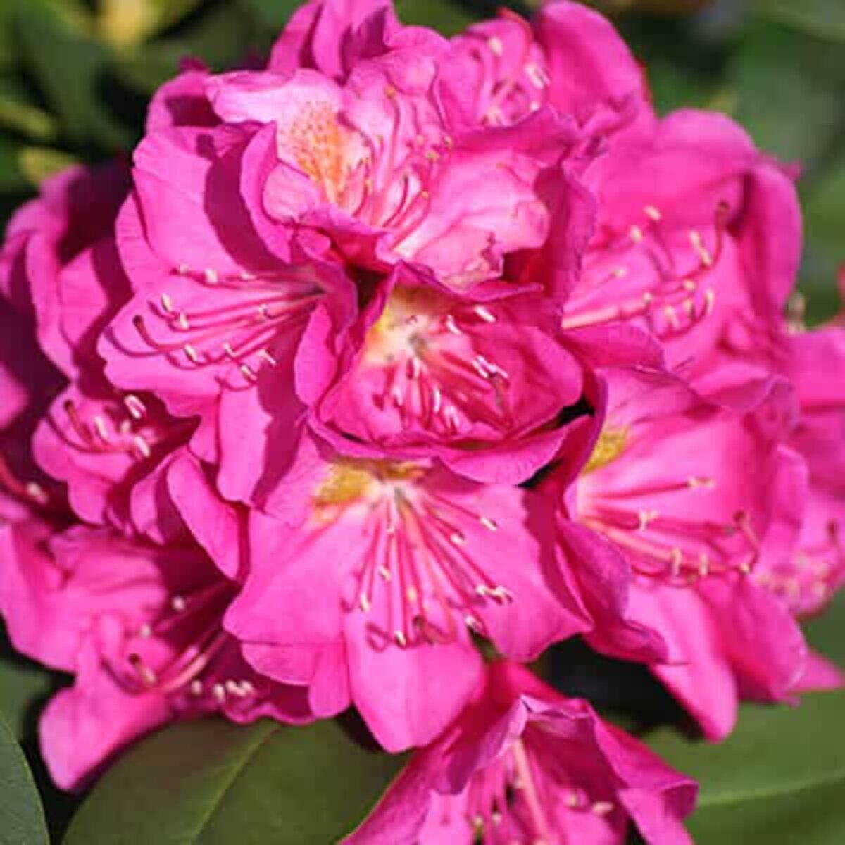 Rhododendron x Spring Dawn Rhododendron | SiteOne US