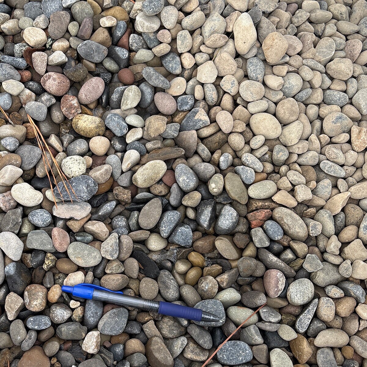 Palletized River Rock Pennsylvania Blend 3/4 in | SiteOne US
