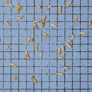 Fults Alkaligrass Seed (lb)