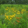 Deer Resistant Meadow Seed Mix (lb.)