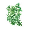 Mint Vegetable Seed 25 mg