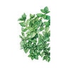 Mint Vegetable Seed 25 mg