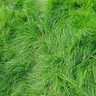 PVF-BOB (Volcano) Creeping Red Fescue Seedstock RM 25 lb.
