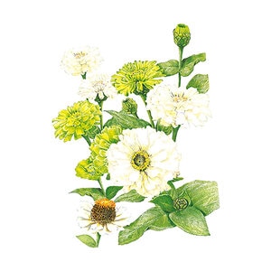 Zinnia "Key Lime Pie" Flower Seed Mixture 1.0 grams