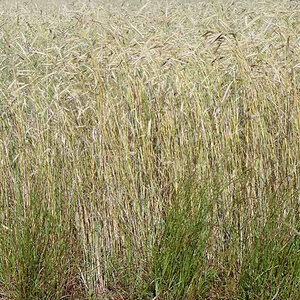 Milborn Cereal Rye Seed 50 lb. Bag