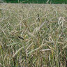 Milborn Cereal Rye Seed 50 lb. Bag