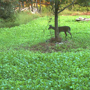 Fall Sweets Wildlife Seed Mix (lb)