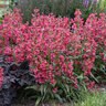 Penstemon Barbatus Bejeweled Rose Rhinestones Beardtongue