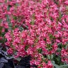 Penstemon Barbatus Bejeweled Rose Rhinestones Beardtongue