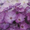 Phlox Paniculata Freckle Blue Shades Tall Phlox