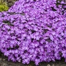 Phlox X Spring Bling Rose Quartz Phlox