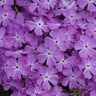 Phlox X Spring Bling Rose Quartz Phlox