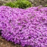 Phlox X Spring Bling Rose Quartz Phlox