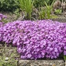 Phlox X Spring Bling Rose Quartz Phlox