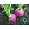 Purpletop Turnip Seed 50 lb.