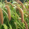 Foxtail Millet Seed 50 lb.