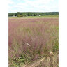Purple Lovegrass Seed lb.