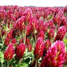 Crimson Clover Seed lb.