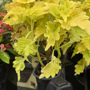Coleus scutellarioides Gold Lace Coleus SP4 Container