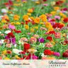 Zinnia Wildflower Seed California Giants 1.5 gm