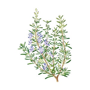 Rosemary Herb Seed 50 mg