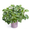 Peperomia Obtusifolia Lemon Lime Baby Rubberplant