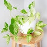 Epipremnum Aureum Snow Queen Variegated Pothos