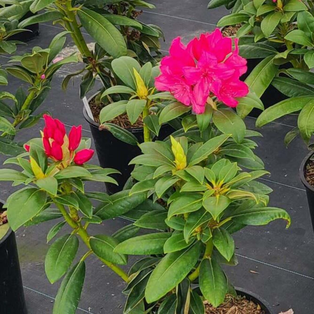 Rhododendron X Holden's Fuchsia Rhododendron | SiteOne US