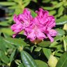 Rhododendron X Holden's Pink Rhododendron