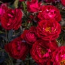Rosa Floribunda Cherrytini Rose
